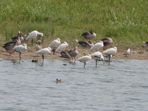 <h3><a href="/trips/braakman/biota/animalia/chordata/aves/015 pelecaniformes/001 threskiornithidae/platalea leucorodia/platalea leucorodia-nl.html">Platalea&nbsp;leucorodia</a> / Eurasian&nbsp;spoonbill / Lepelaar</h3>OM-1 Mark II met OLYMPUS M.150-400mm F4.5 TC, 1/2000 sec  bij F5.6, ISO 500, afstand 210&nbsp;m